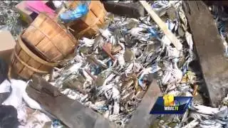 Pasadena man discovers crabs dumped in landfill