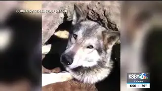 Paso Robles wolf rescue CEO injured in animal attack