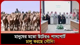 এখন থেকে উটেরও থাকবে পাসপোর্ট! সৌদির অভিনব উদ্যোগ। Passport । Camel । Probash Time