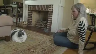 Patches the 40-pound cat gets adopted, goes on diet