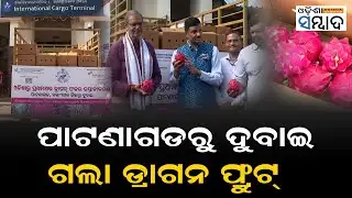 Patnagarh Exportes Dragon Fruits To Dubai, First 4 Quintal Batch Shipped