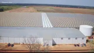 Peach County neighbors say Pure Flavor greenhouse light problem improved