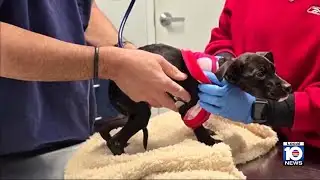 Pembroke Pines man facing animal abuse charges