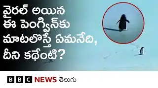 ఈ penguin ఎందుకలా ఒంటరిగా వెళ్లిపోయింది? | ‘But, Why? Penguin’ Trend | BBC Telugu