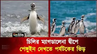 চিলির ম্যাগডালেনা দ্বীপে পেঙ্গুইন দেখতে পর্যটকের ভিড় | Penguin | Chile | Deepto News