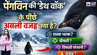 Penguin Death Walk: एक पेंग्विन जो झुंड छोड़कर मौत की तरफ़ चल पड़ा | Viral Penguin की असली कहानी |