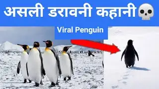 Penguin, Viral Penguin Real Story 🤕