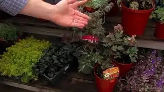 Perennials for Sun and Shade