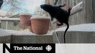 Pest control business booming during pandemic