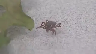 Pest control expert says Minnesota’s cold weather not a factor for springtime pests