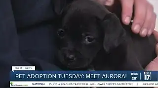 Pet adoption Tuesday: Meet Aurora!