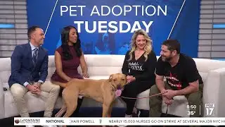Pet Adoption Tuesday: Meet Remi!