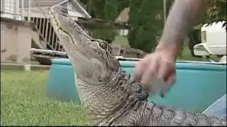 Pet Alligator Worries Neighbors