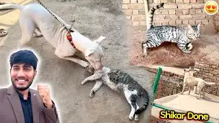 PET HOUSE IS NOT GOOD FOR WILD CAT 🤬