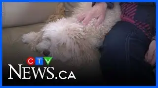 Pet insurance premiums on the rise