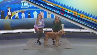 Pet of the Week: 2/3/2026