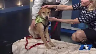 Pet of the Week: Michael Bublé