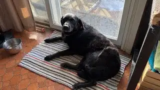 Pet on the Set | Meet Lucy