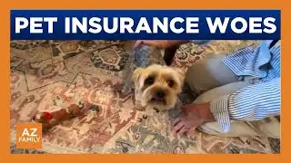 Pet owners left with rising costs as insurers stop renewals