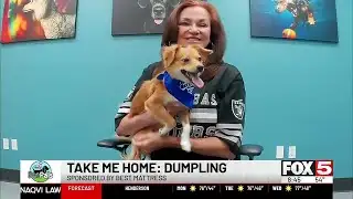 Pet Pals: Take Home Dumpling