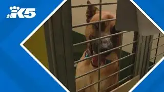 Pet surrenders rise as economic pressures mount