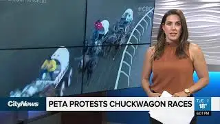 PETA protests chuckwagon races