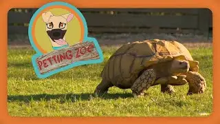 Petting Zoo: 200-pound Tortoise Returns Home