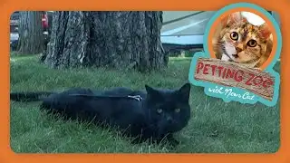 Petting Zoo: Artemis Orbits Back Home