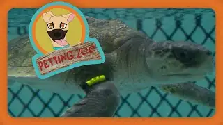 Petting Zoo: Cold-Stunned Turtles