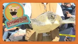 Petting Zoo: Cold Stunned Turtles Released Back To The Ocean
