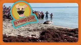 Petting Zoo: Endangered Sea Turtle Returns Home
