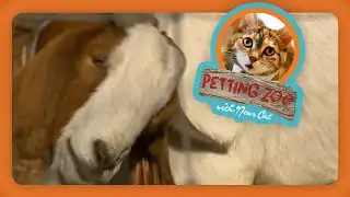 Petting Zoo: Getaway goat gone for days