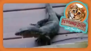 Petting Zoo: Mysterious Creature Crawls through Community