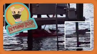 Petting Zoo: Neighbors Save Dolphin Trapped in Net