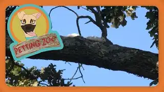 Petting Zoo: Rare Albino Squirrel Spotted