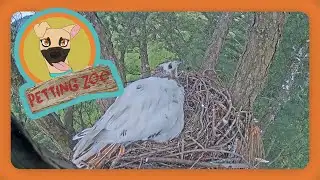 Petting Zoo: Rare Hawk Defies Odds with Love