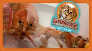 Petting Zoo: Rare orange lobster almost becomes dinner!