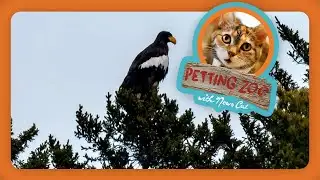 Petting Zoo: Rare Russian Eagle Appears in Maine