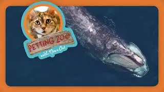 Petting Zoo: Rare Whale Spotted in Virginia
