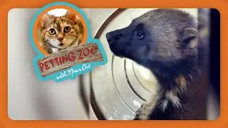 Petting Zoo: Rare Wolverine Captured for the First Time