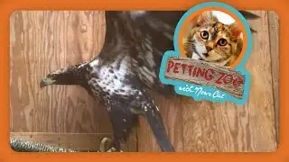 Petting Zoo: Recovered Bald Eagle Released