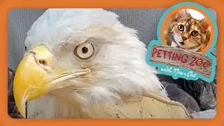 Petting Zoo: Rescued Bald Eagle Released Into Wild