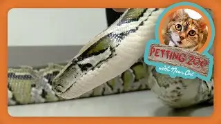 Petting Zoo: Slithering Python Swallows Blanket Whole