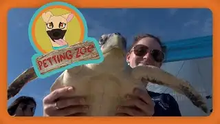Petting Zoo: Turtles Return to the Gulf