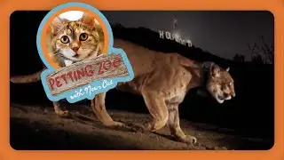 Petting Zoo: Wandering Wild Mountain Lion