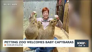 Petting zoo welcomes baby capybaras