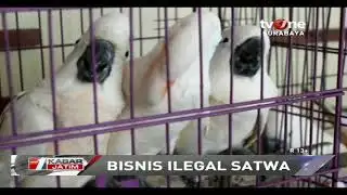 Petugas Bongkar Perdagangan Satwa Dilindungi Secara Online