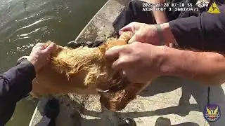 Phoenix officers rescue dog from canal