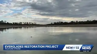 Picayune Strand restoration project in the Florida Everglades transforms Collier County wetlands