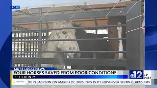 Pike County deputies save four horses from poor conditions